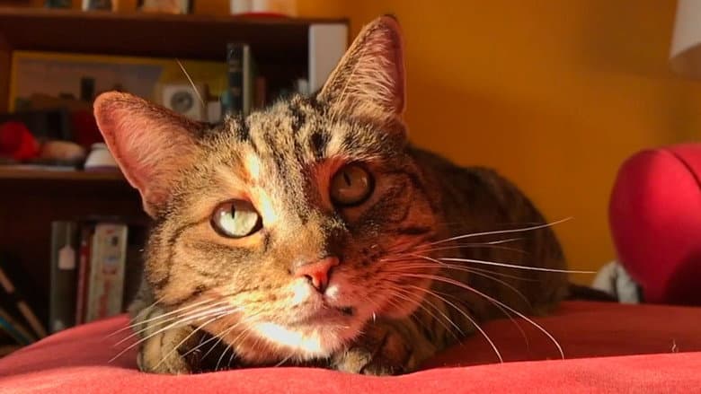 Кадр із фільму «Quarantine Cat Film Festival»