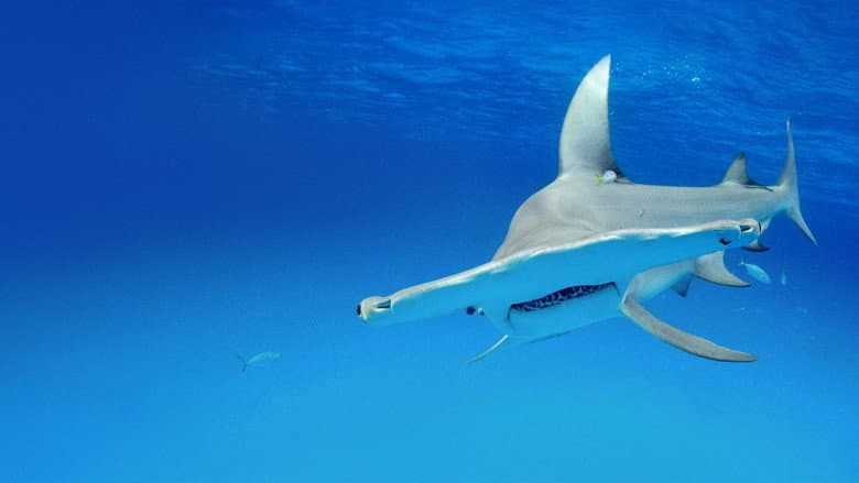 Backdrop from Shark Squad