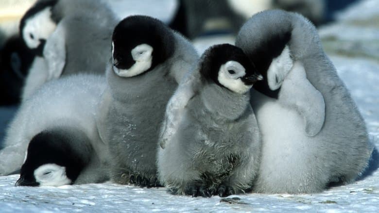 Backdrop from March of the Penguins