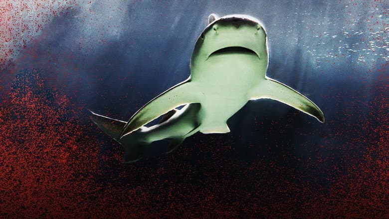 Backdrop from Raging Bull Shark