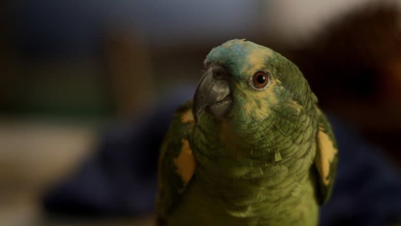 Backdrop from My Mother Is a Parrot