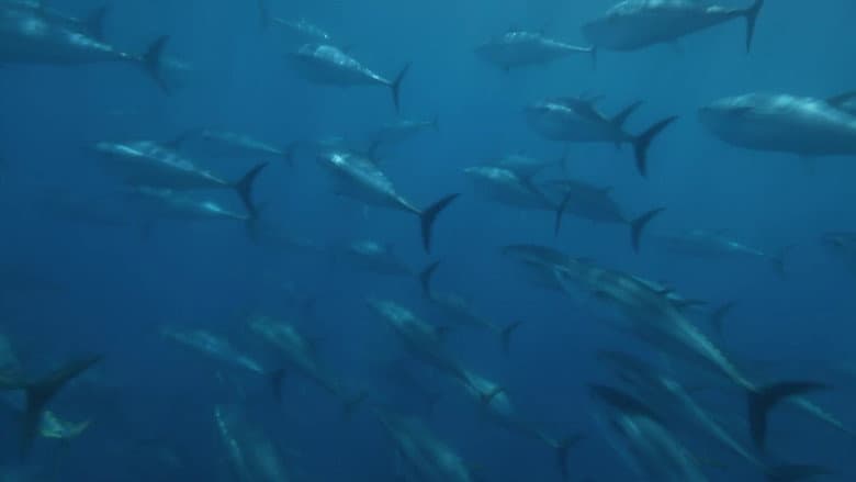 Backdrop from Superfish: Bluefin Tuna