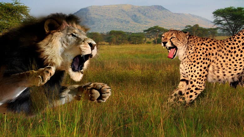 Backdrop from Cat Wars: Lion vs. Cheetah