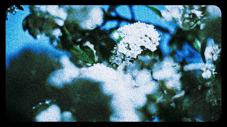 Backdrop from Flores (III)