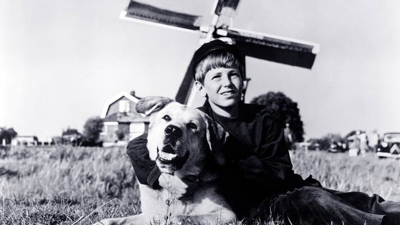 Кадр із фільму «A Dog of Flanders»