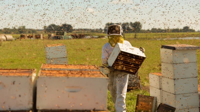 Backdrop from The Pollinators