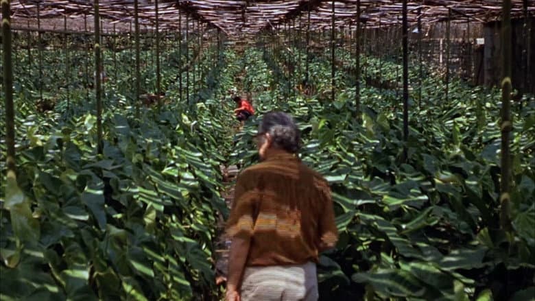 Backdrop from Landscape Film, Roberto Burle Marx