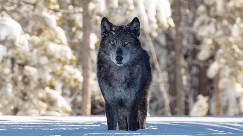 Backdrop from Une année parmi les loups