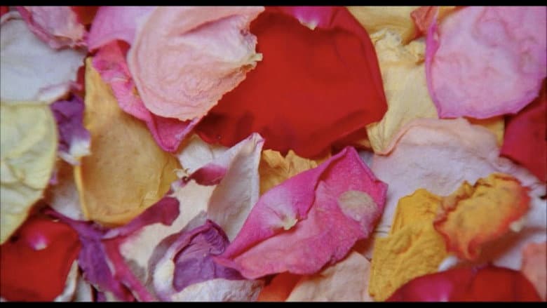 Backdrop from Cloud of Petals