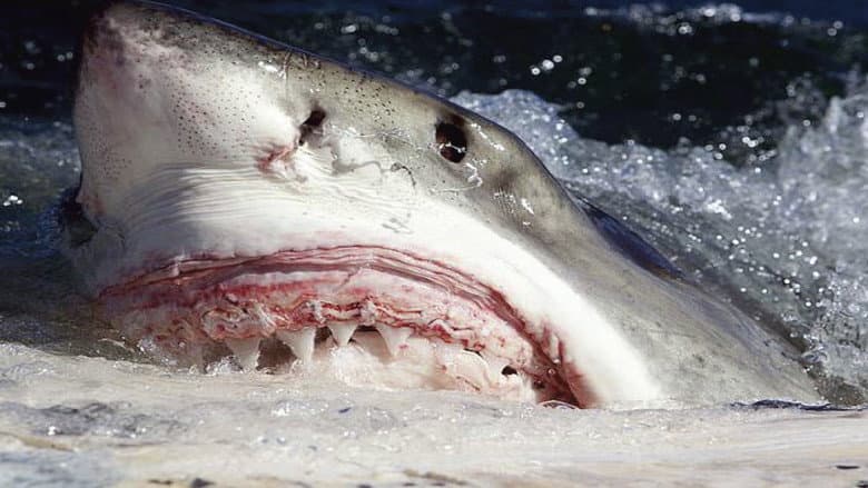 Backdrop from Killer Sharks: The Attacks of Black December