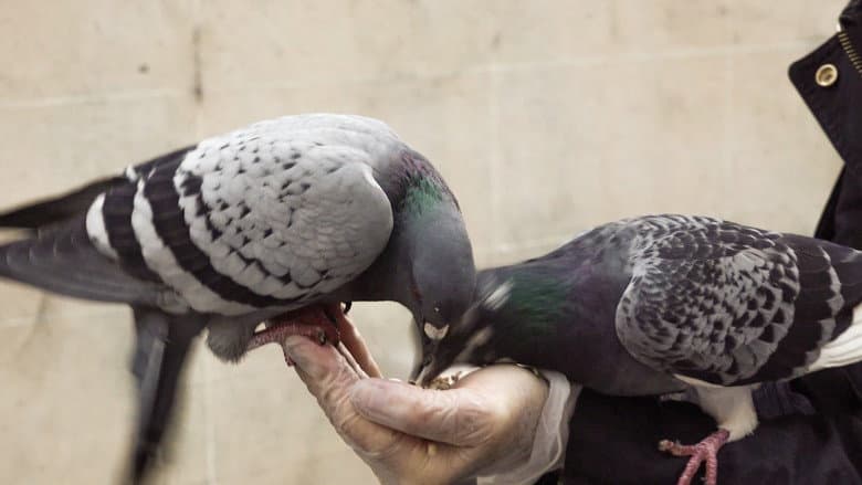 Backdrop from The Pigeon