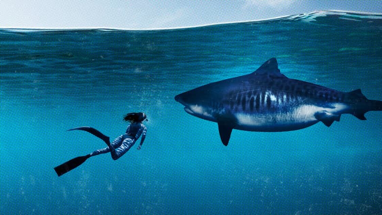Backdrop from World's Biggest Tiger Shark