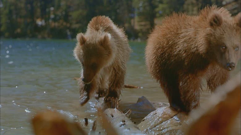 Backdrop from Bears