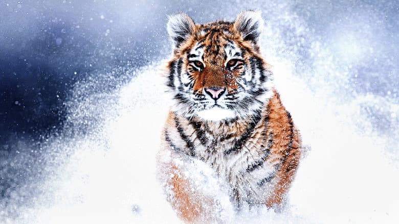 Backdrop from Russia's Wild Tiger