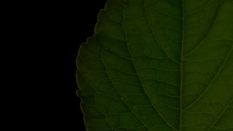 Backdrop from Salvia Divinorum: A Western Approach