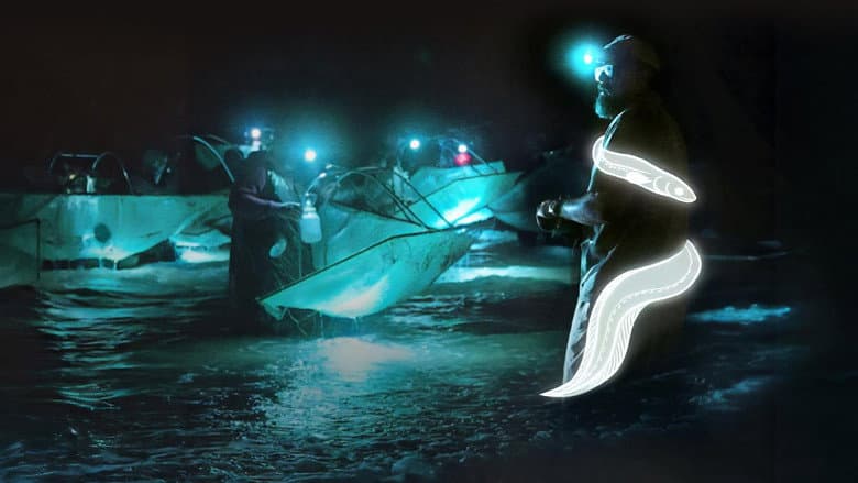 Backdrop from Million Dollar Babies: The Big Business Behind Eel Trafficking