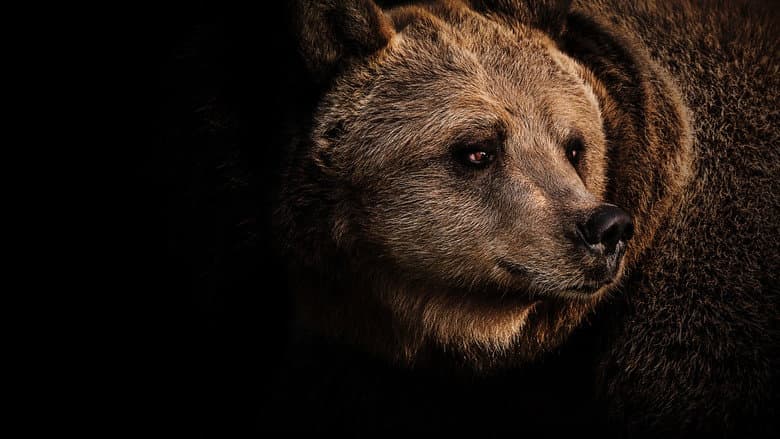 Backdrop from Grizzly Uprising