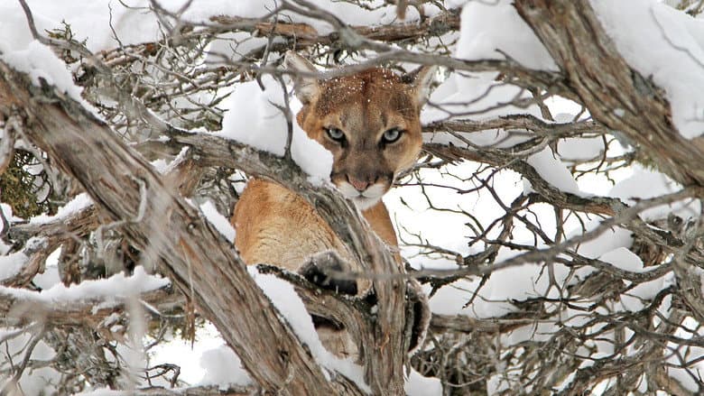Backdrop from Cougar v. Wolf