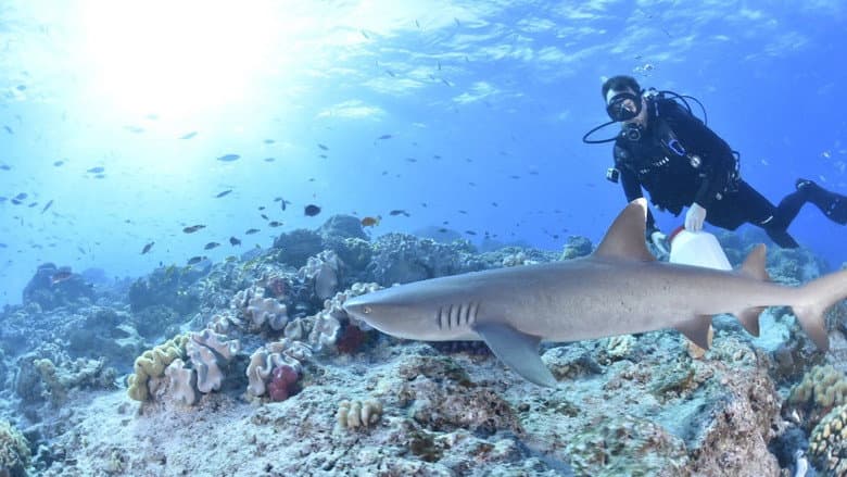 Backdrop from Shark Movers: Deadly Cargo