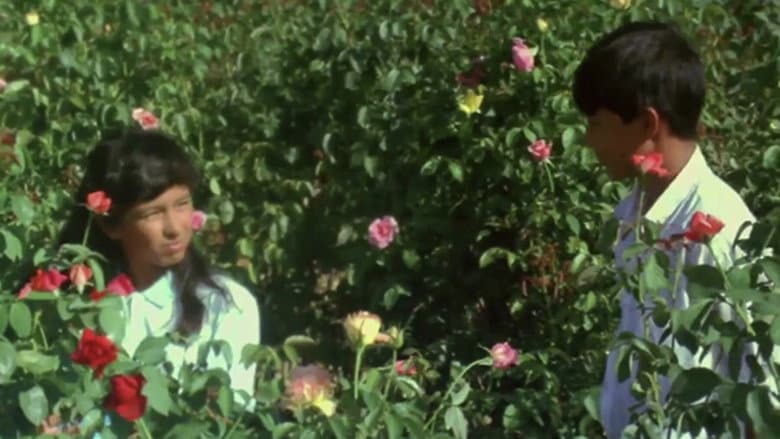 Backdrop from Butterfly and Flowers
