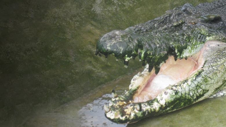 Backdrop from Man-Eating Super Croc