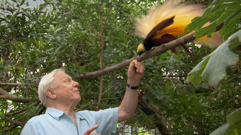 Backdrop from Attenborough's Paradise Birds