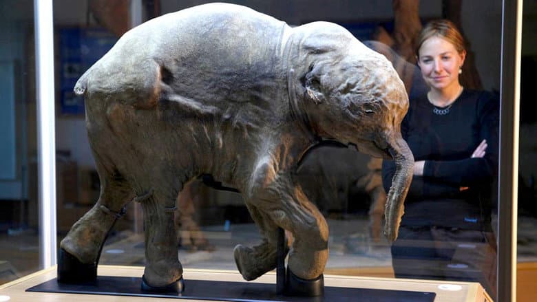 Backdrop from Woolly Mammoth: Secrets from the Ice