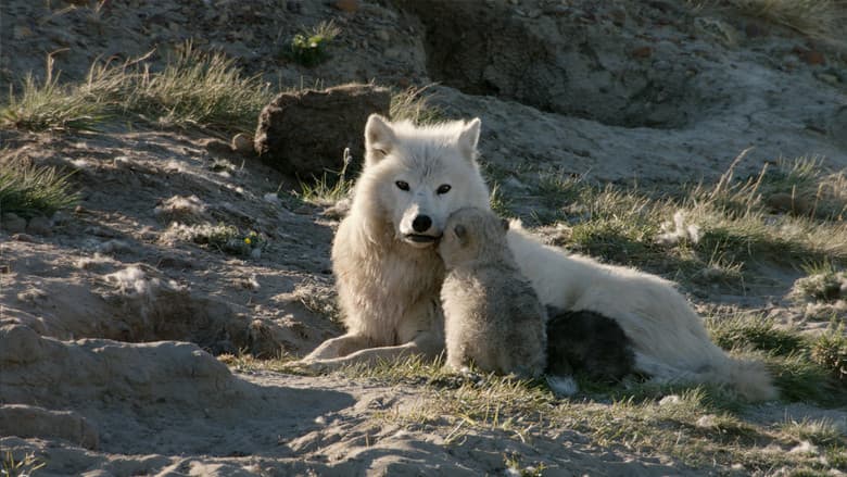 Backdrop from White Wolves: Ghosts of the Arctic