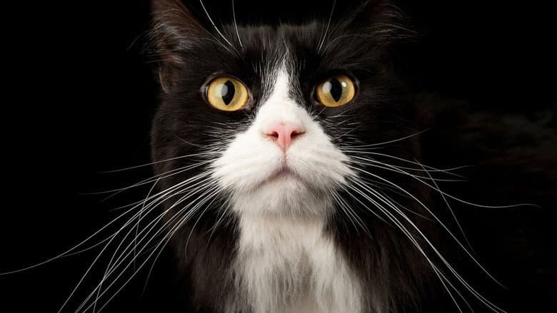 Backdrop from Comment le chat a conquis le monde