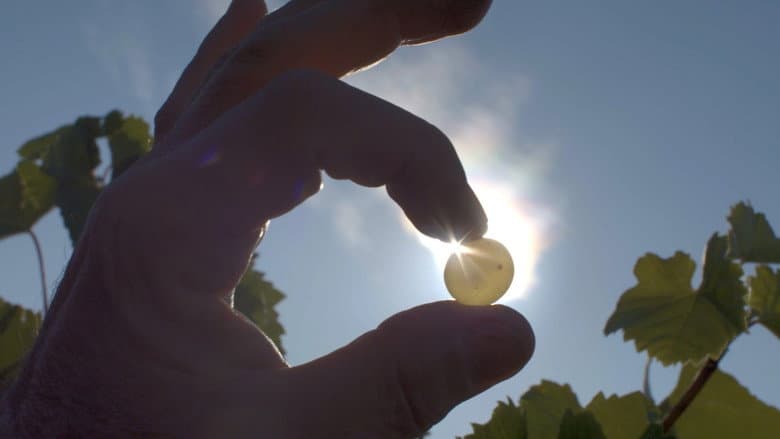 Backdrop from Liquid Gold: In Quest of the Aszu of Tokaj