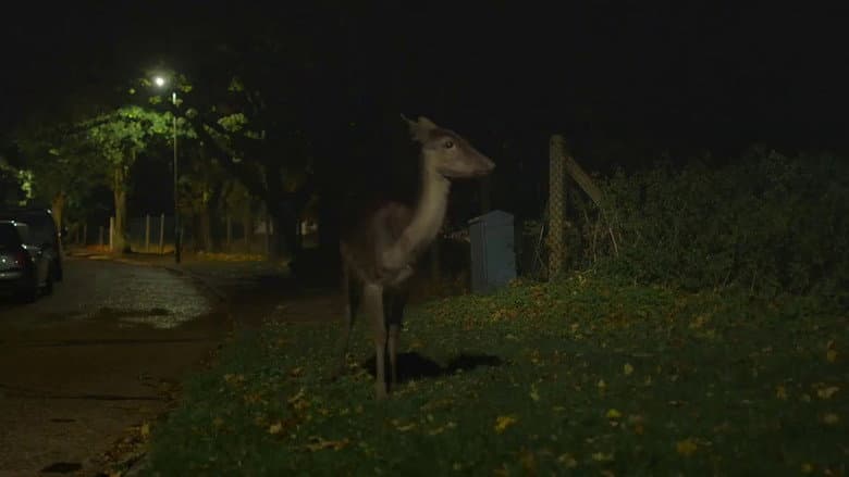 Backdrop from Canon: Urban Deer