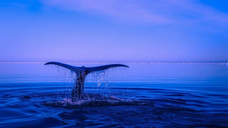 Backdrop from Whale Patrol