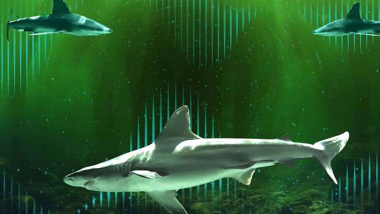 Backdrop from Bull Shark Bandits