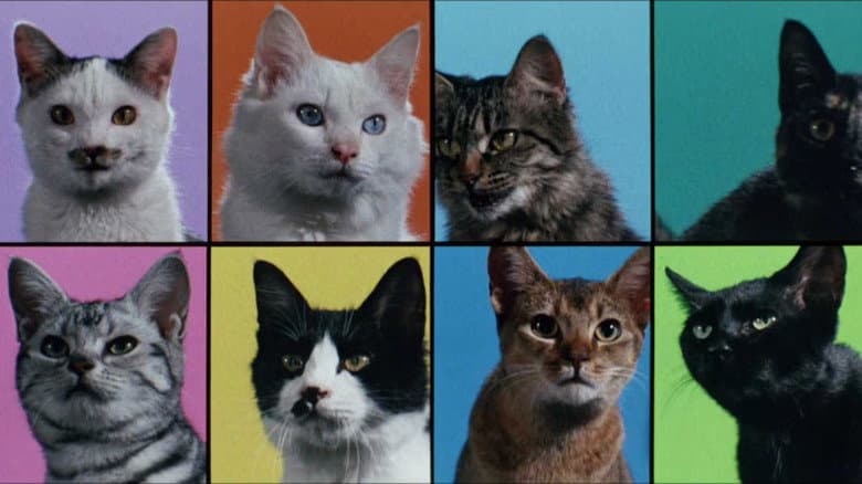 Backdrop from Cats on Park Avenue