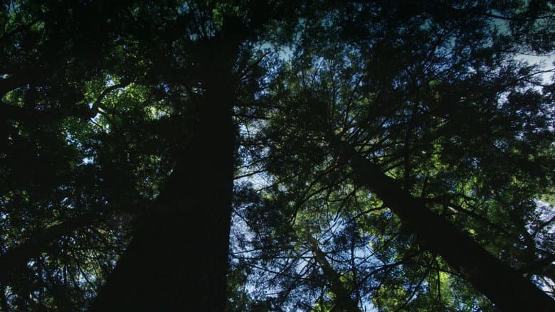 Backdrop from Burned: Are Trees the New Coal?