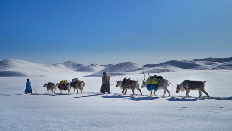 Backdrop from Winter Taiga