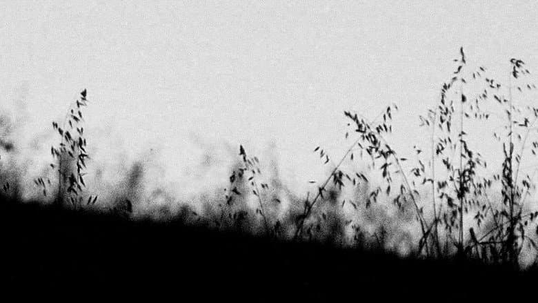 Backdrop from MIRTILLO - numerus I