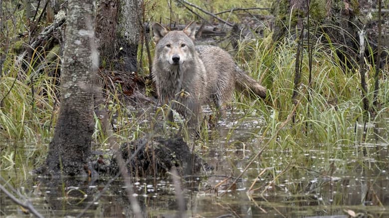 Backdrop from Wolf: Wanderer Without Borders