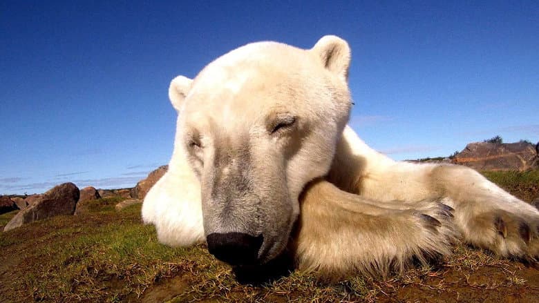 Backdrop from Polar Bears: Ice Bear