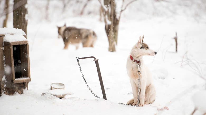 Backdrop from Sled Dogs