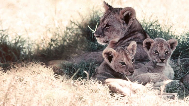 Backdrop from The African Lion