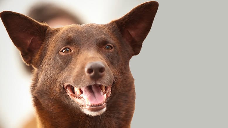 Backdrop from Koko: A Red Dog Story