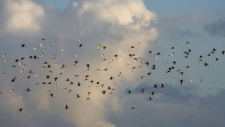 Backdrop from Grutto! De reis van onze nationale vogel