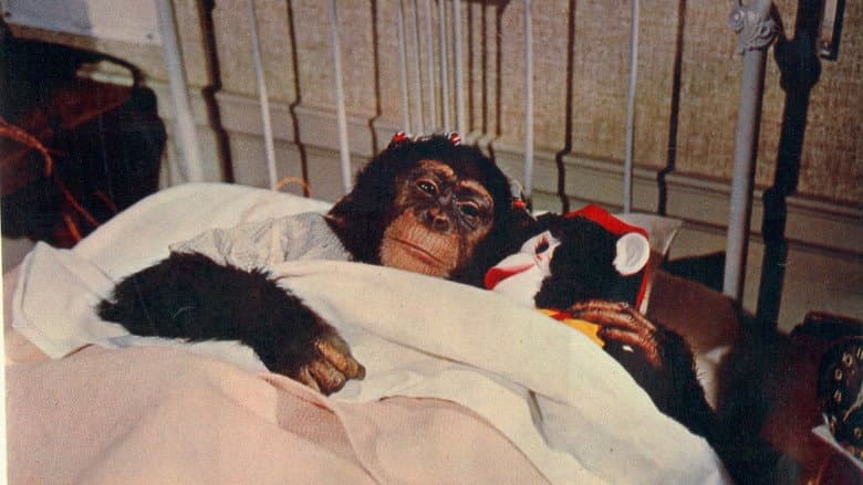 Backdrop from The Monkey's Uncle