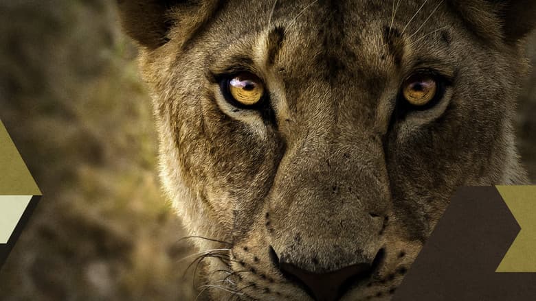 Backdrop from Malika the Lion Queen