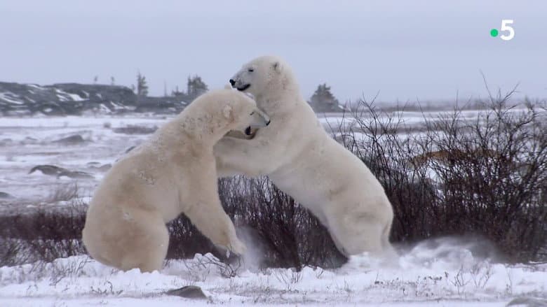 Backdrop from Kingdom of the Polar Bears