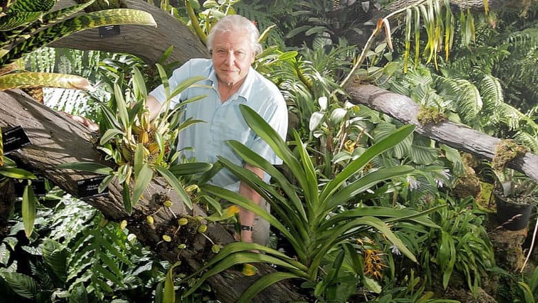 Backdrop from Kingdom Of Plants 3D