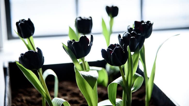 Backdrop from Black Tulip