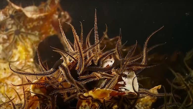 Backdrop from Alien Reefs