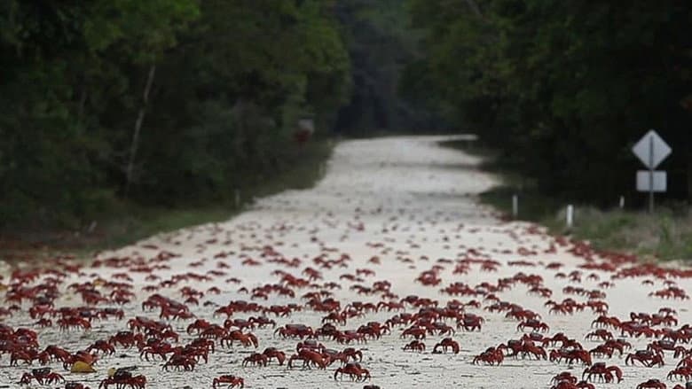 Кадр із фільму «Island of the Hungry Ghosts»